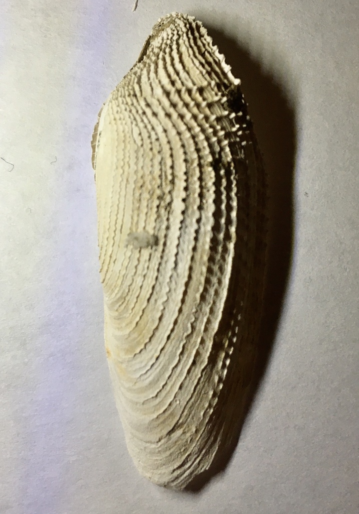Common piddock