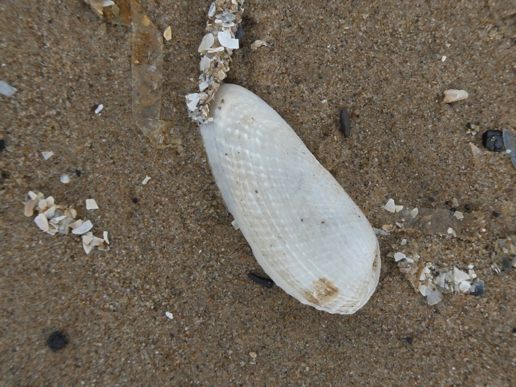 Common piddock