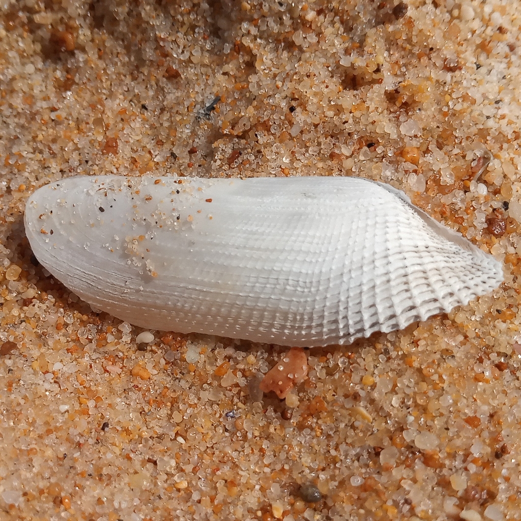 Common piddock