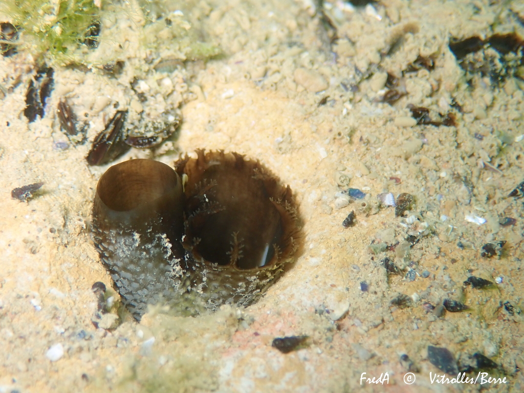 Common piddock