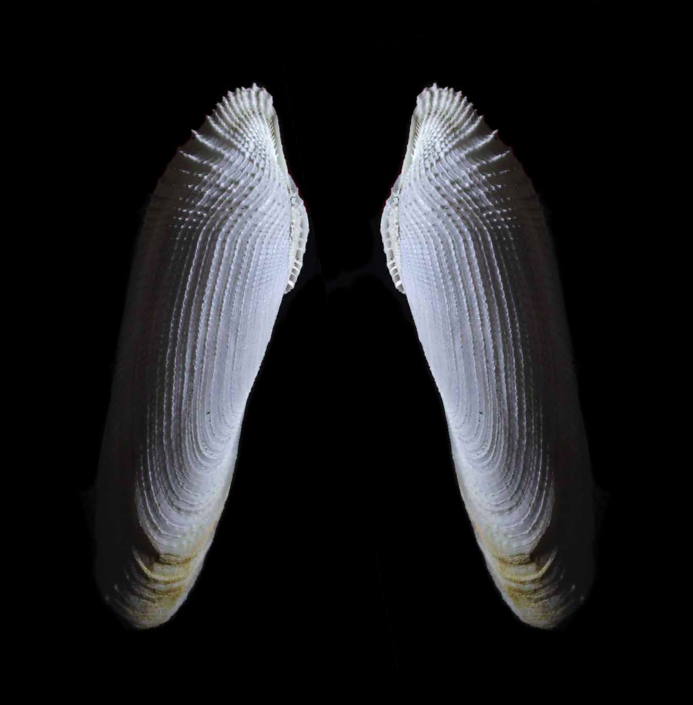 Common piddock