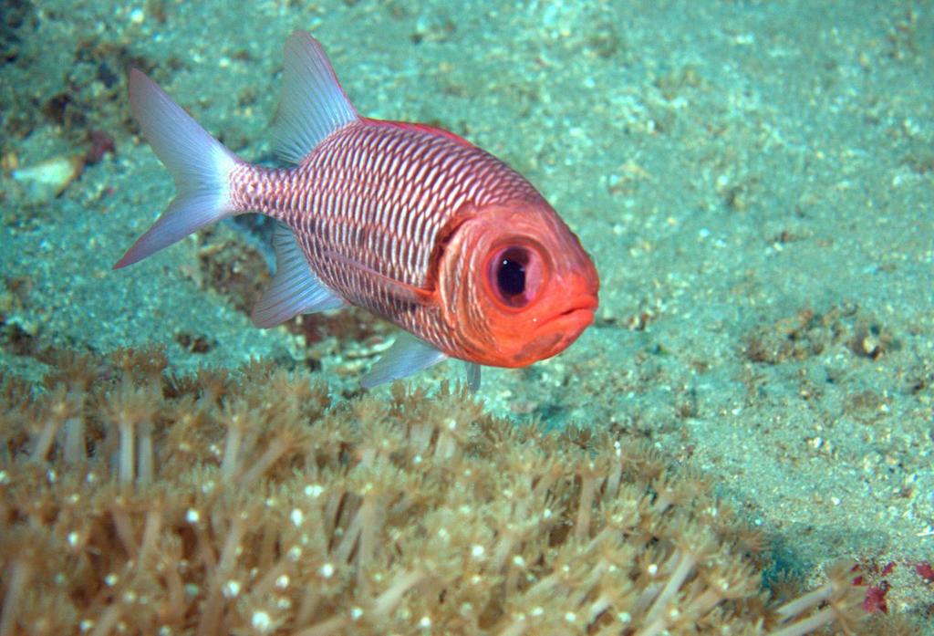 Double-tooth Soldierfish