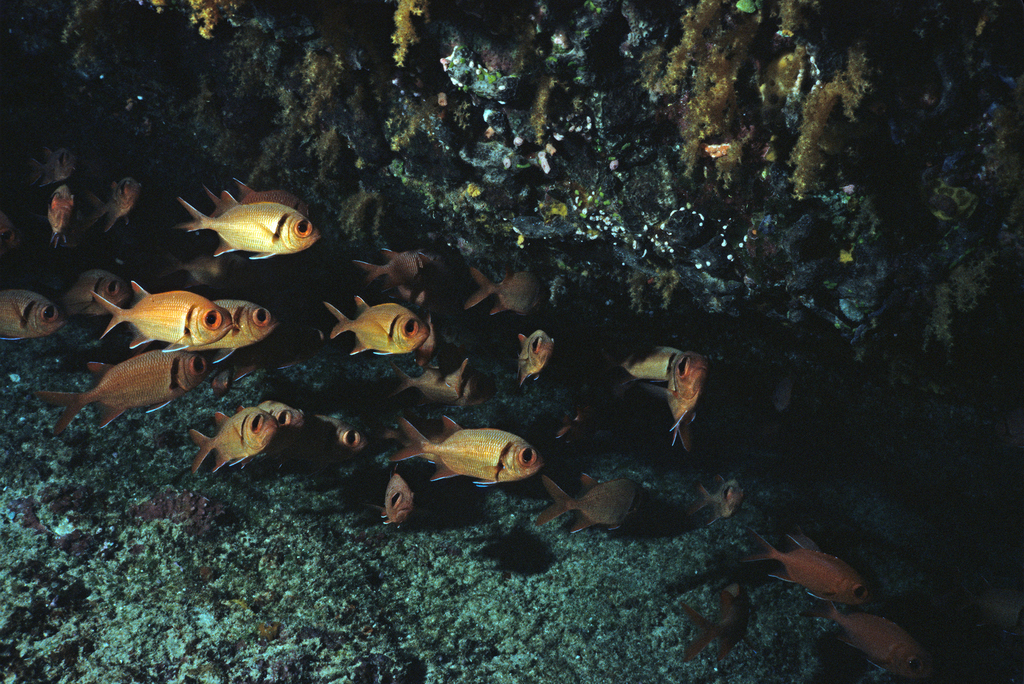 Double-tooth Soldierfish