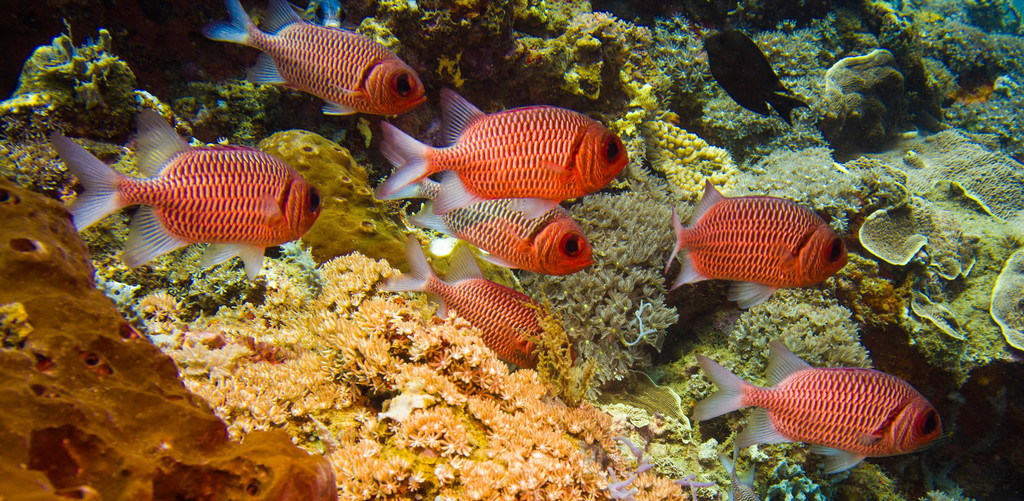 Double-tooth Soldierfish