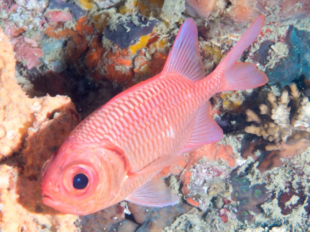 Double-tooth Soldierfish