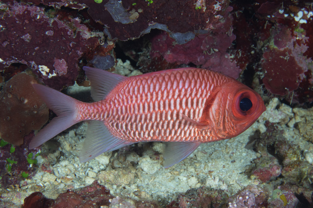 Double-tooth Soldierfish