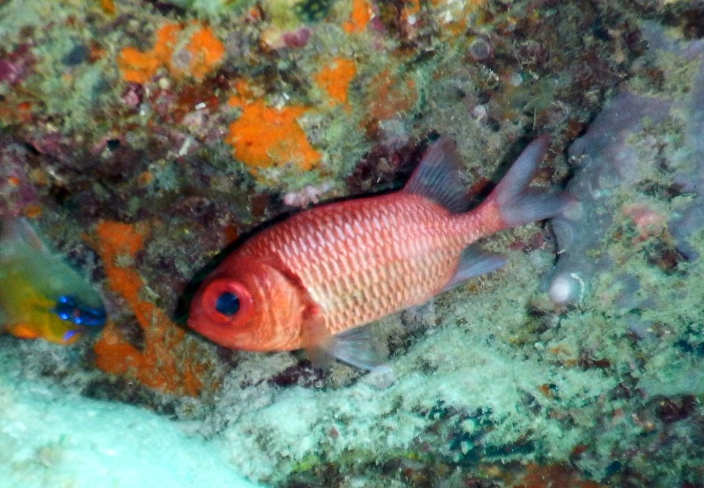 Double-tooth Soldierfish
