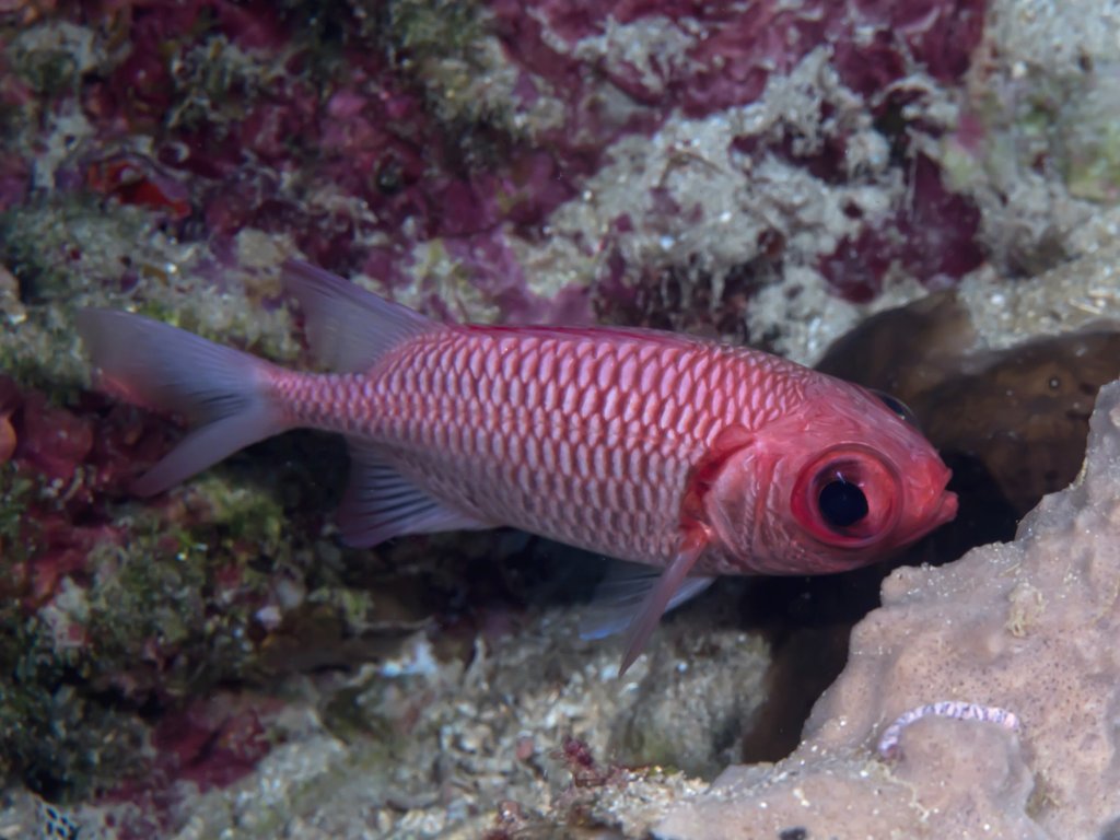 Double-tooth Soldierfish