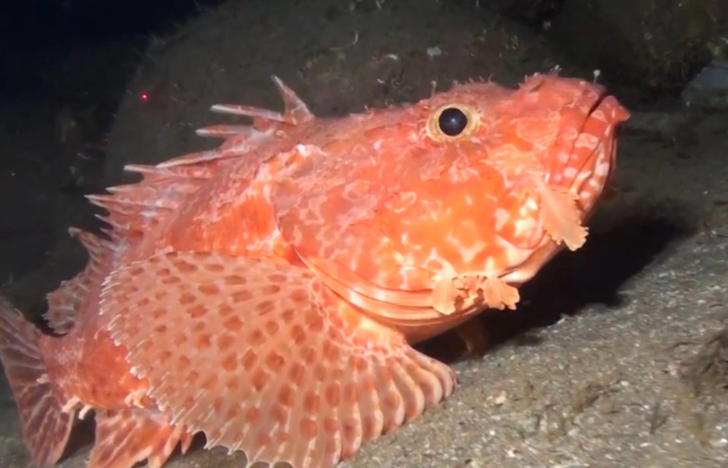 Slender Rockfish