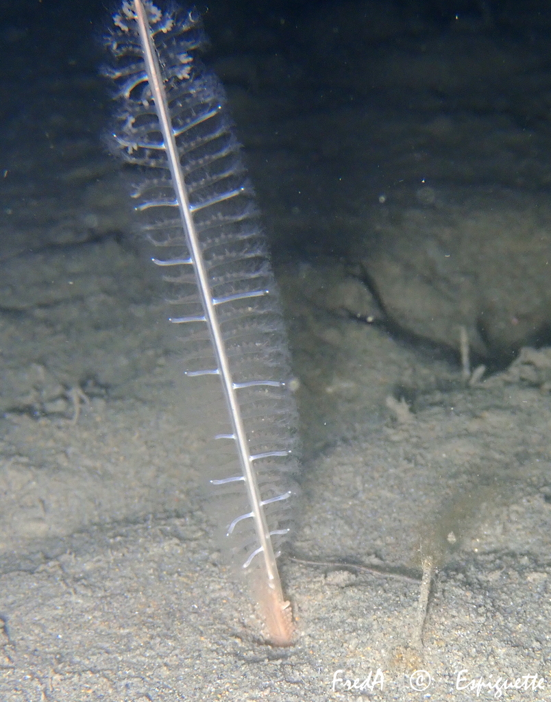 Slender sea pen