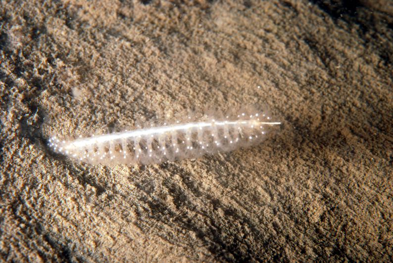 Plume élégante