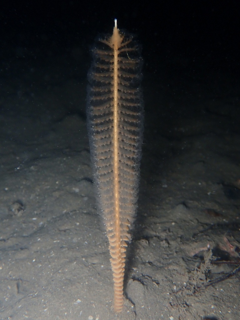 Plume élégante