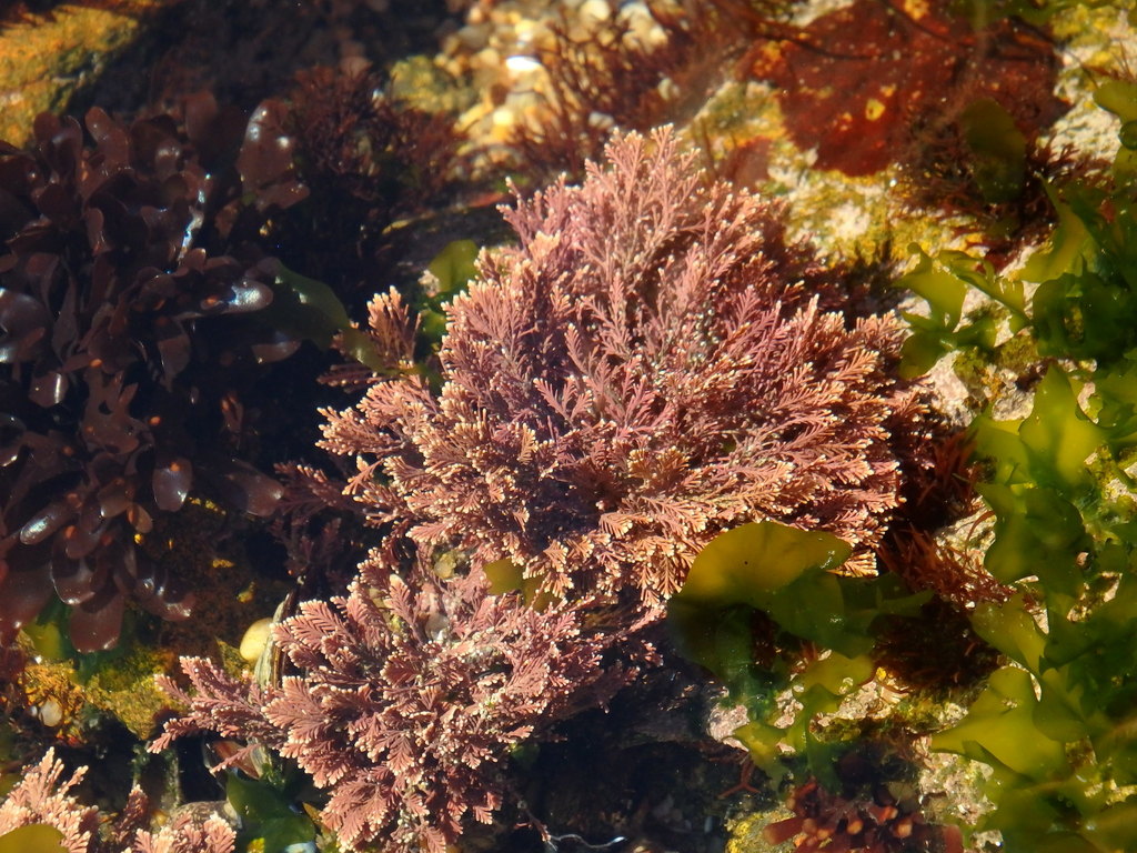Coralline red algae