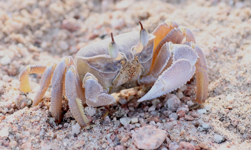 Crabe fantôme de mer Rouge