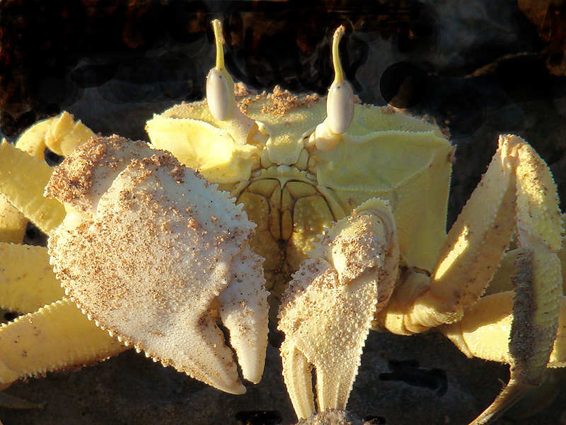 Crabe fantôme de mer Rouge