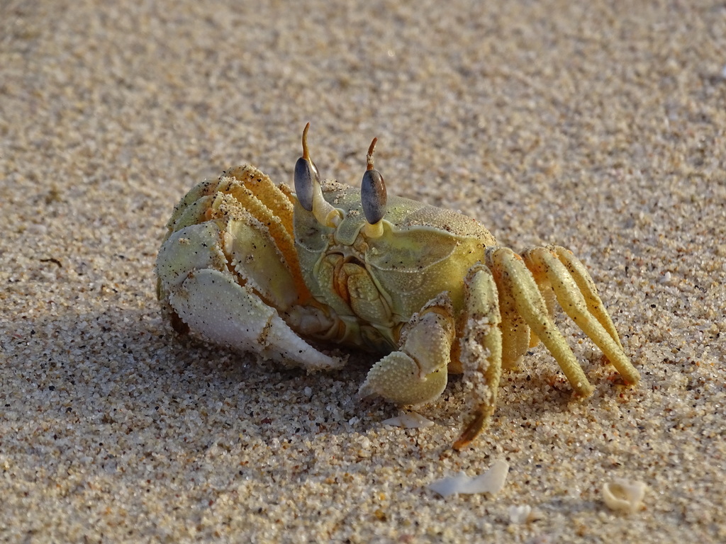 Crabe fantôme de mer Rouge