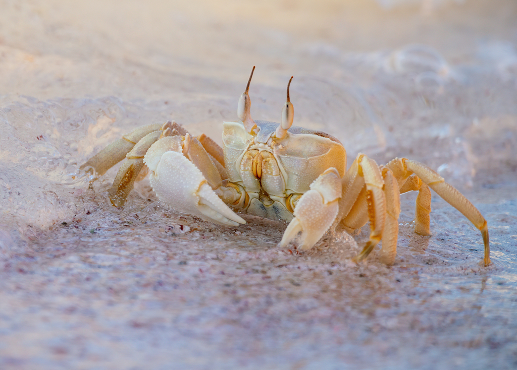 Red Sea ghost crab