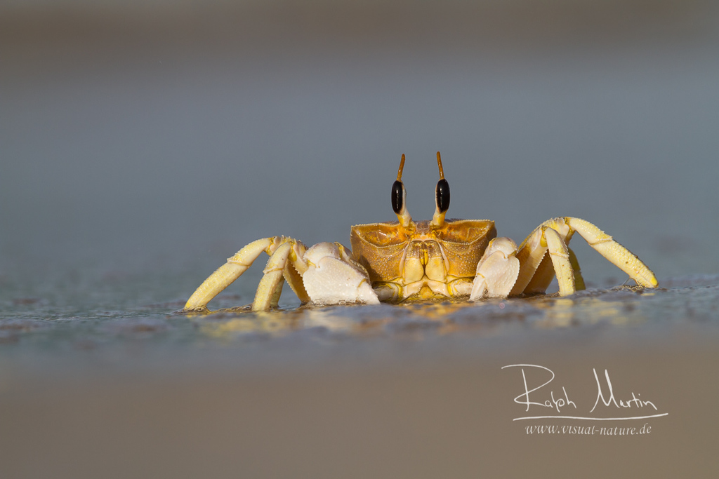 Crabe fantôme de mer Rouge