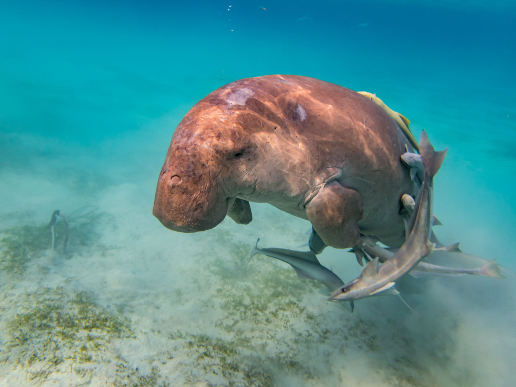 Dugong