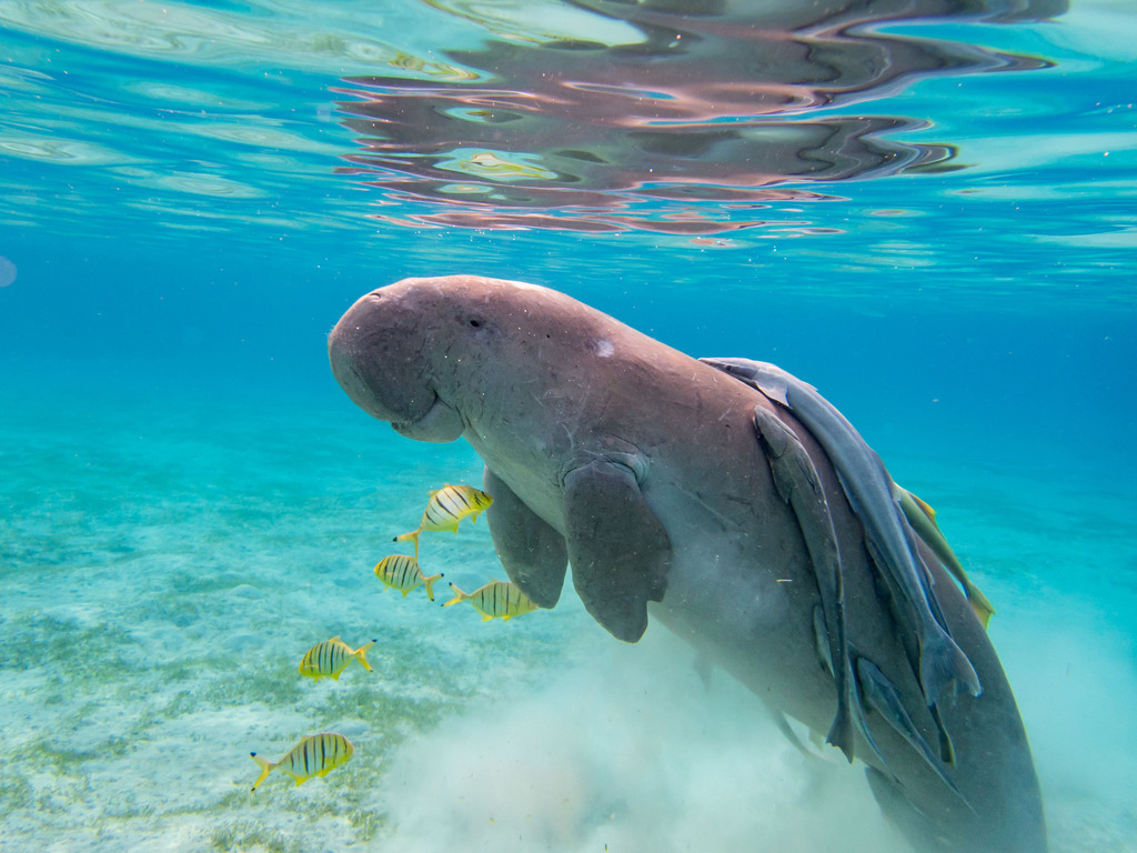 Dugong