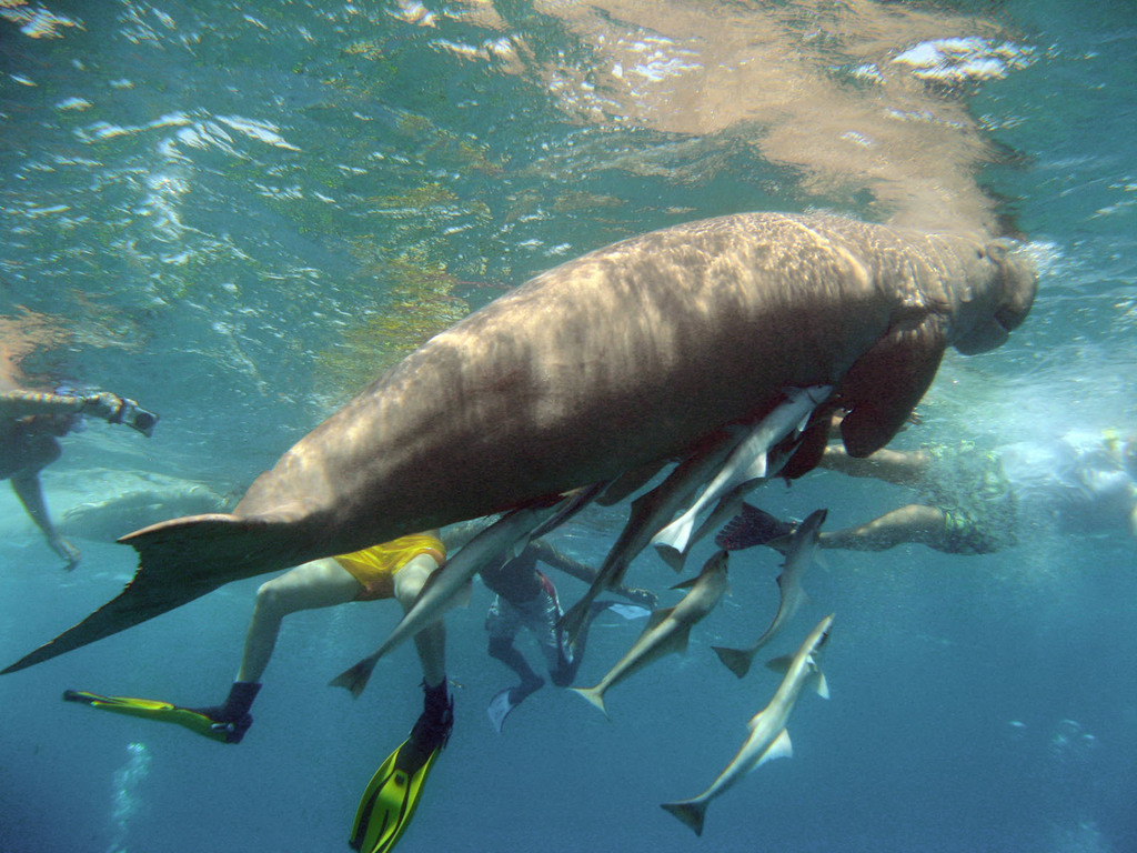 Dugong