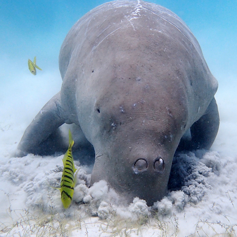 Dugong