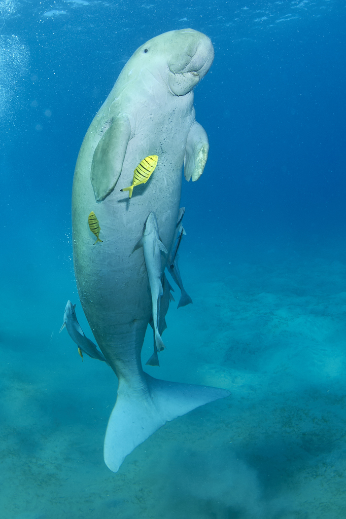 Dugong