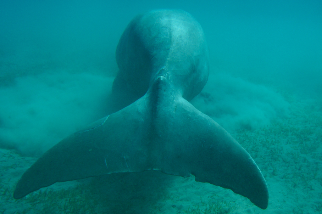Dugong
