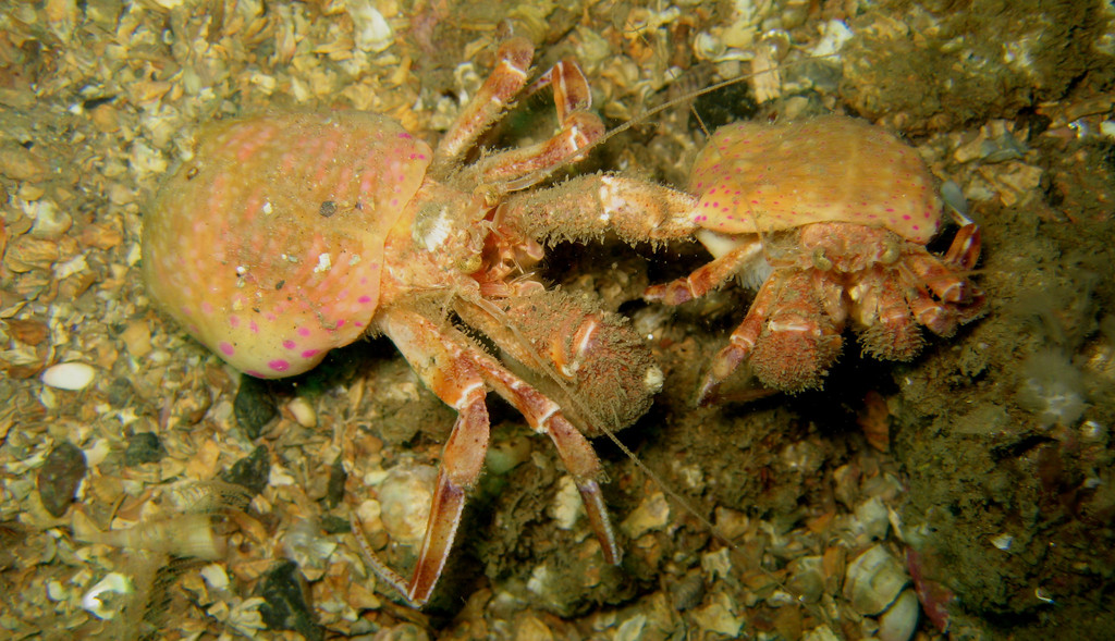 Prideaux's Hermit Crab