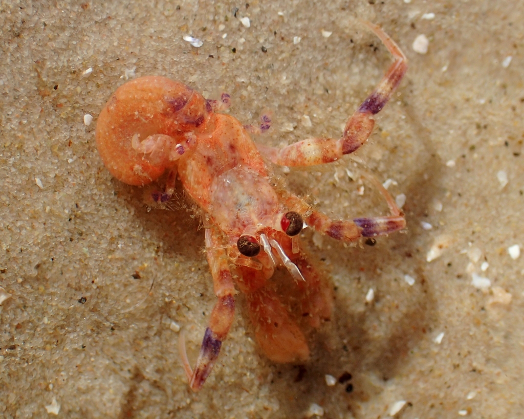 Prideaux's Hermit Crab