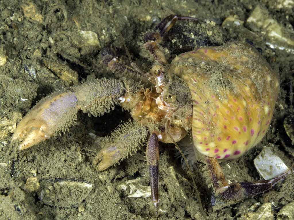 Prideaux's Hermit Crab