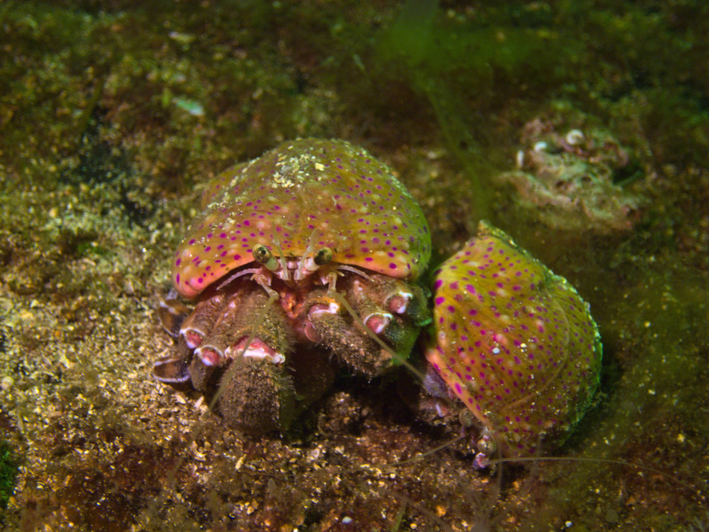 Prideaux's Hermit Crab