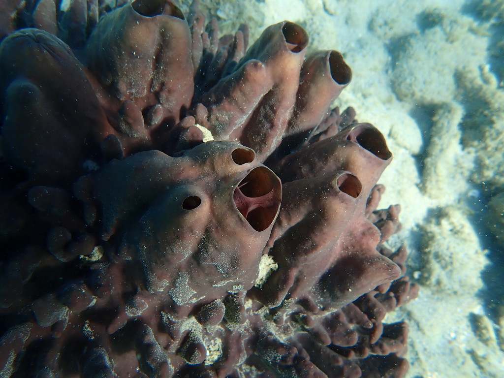Vagabond Boring Sponge