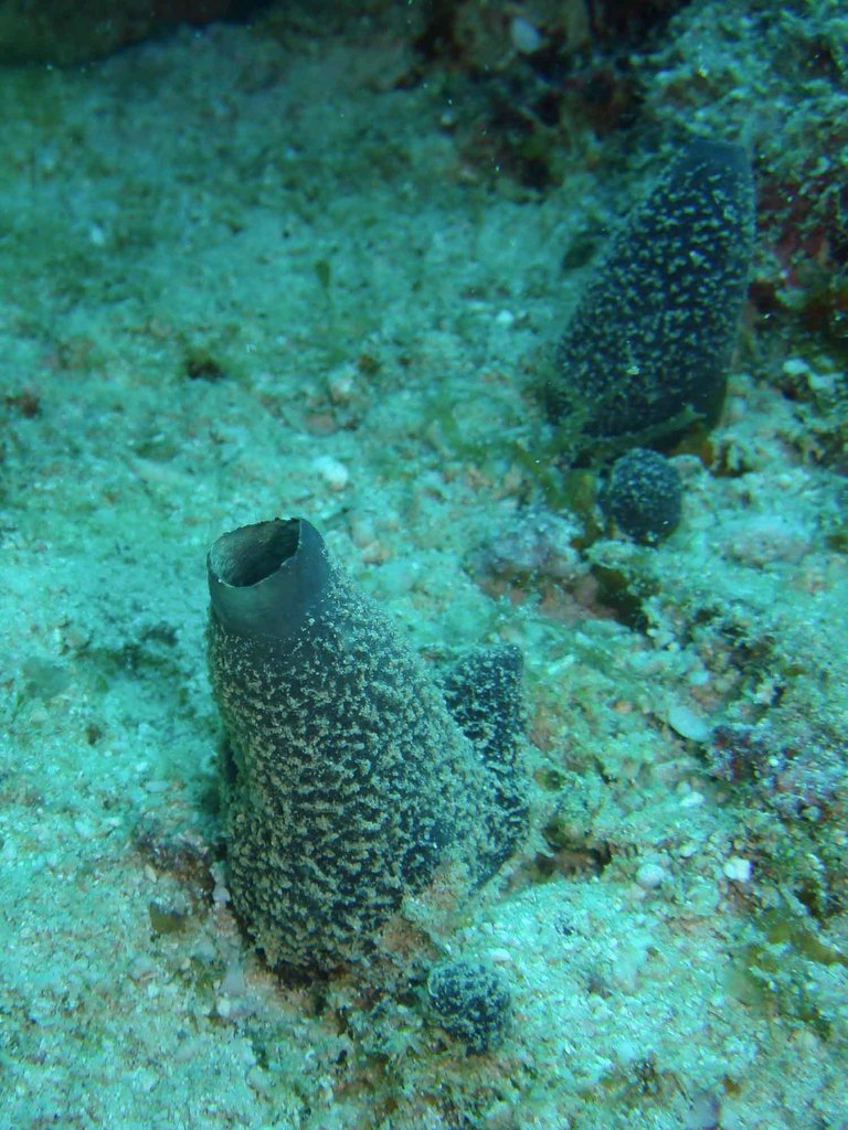 Vagabond Boring Sponge