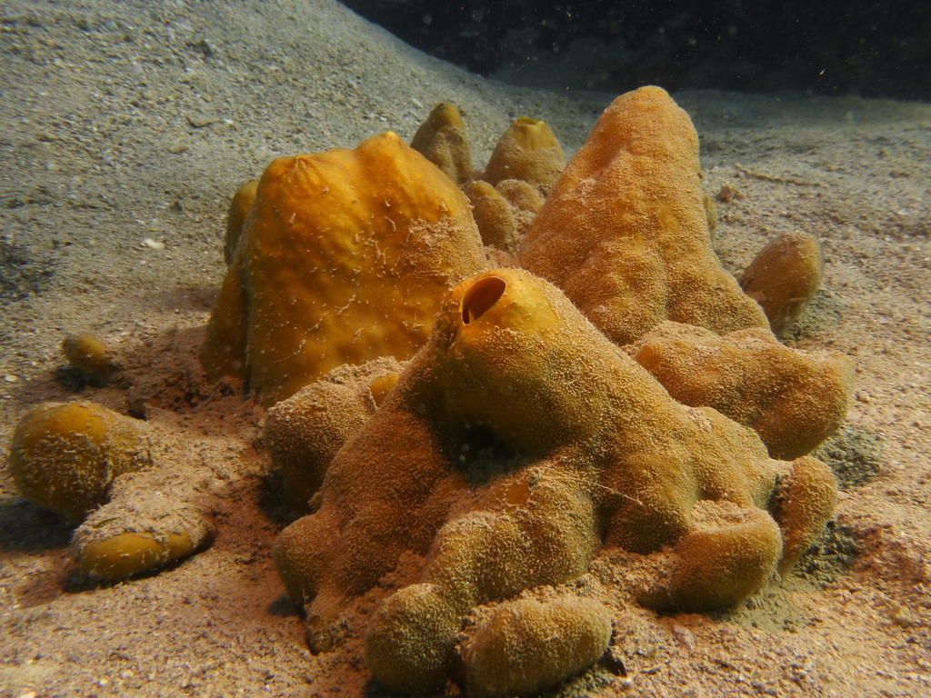 Vagabond Boring Sponge