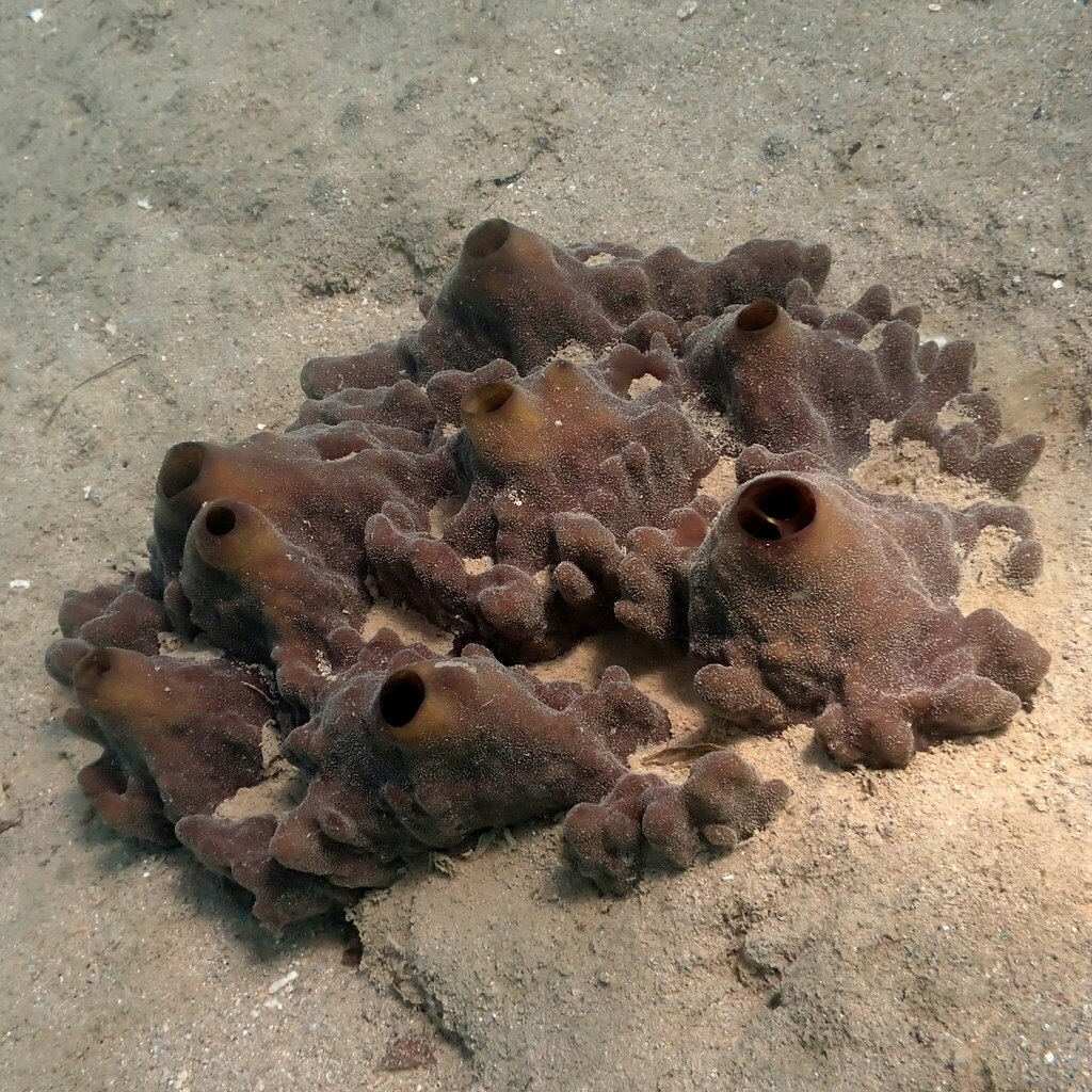 Vagabond Boring Sponge