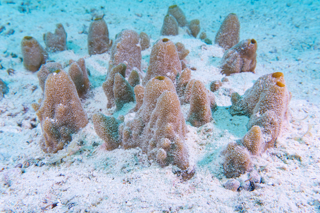 Vagabond Boring Sponge