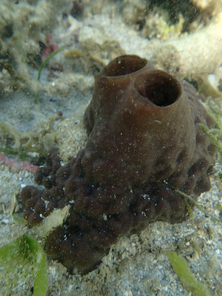 Vagabond Boring Sponge