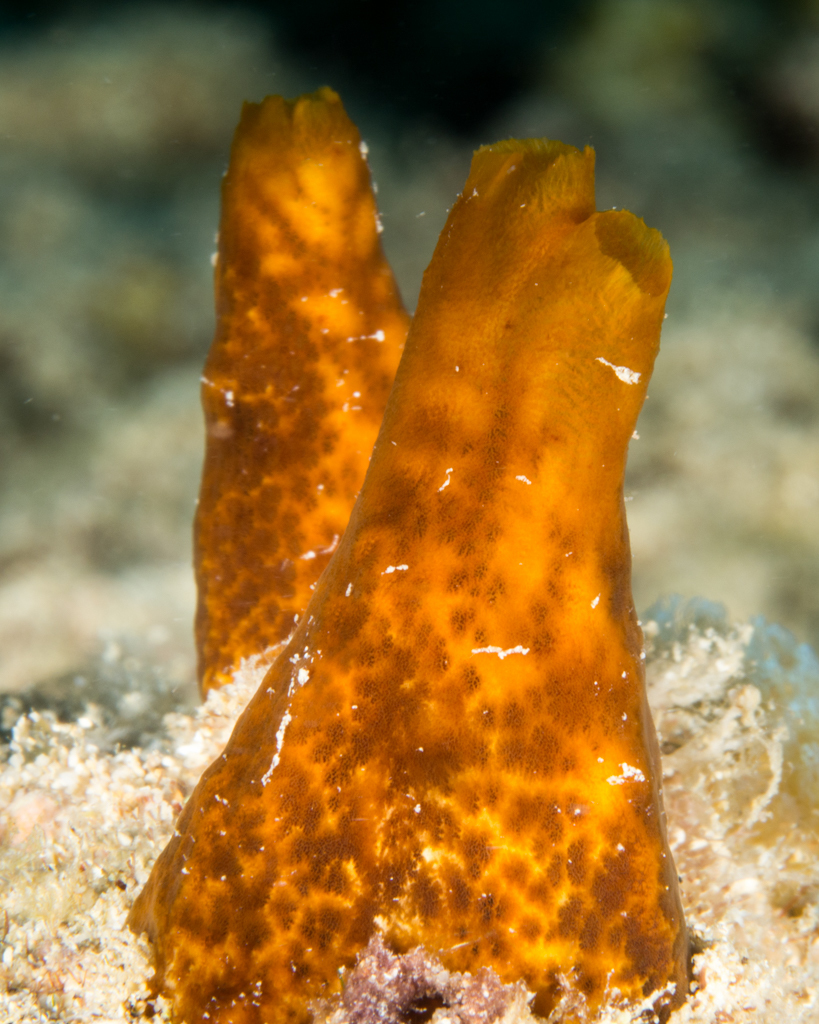 Vagabond Boring Sponge