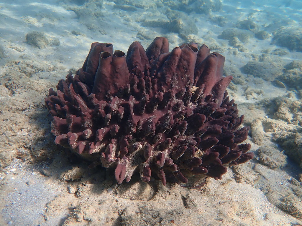 Vagabond Boring Sponge