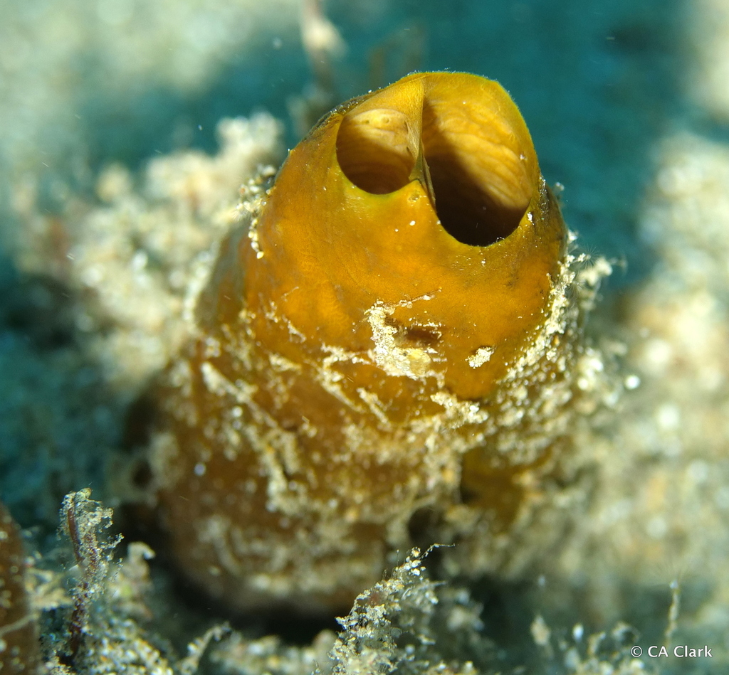 Vagabond Boring Sponge