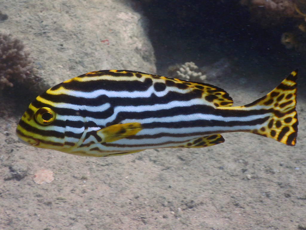 Oriental Sweetlips