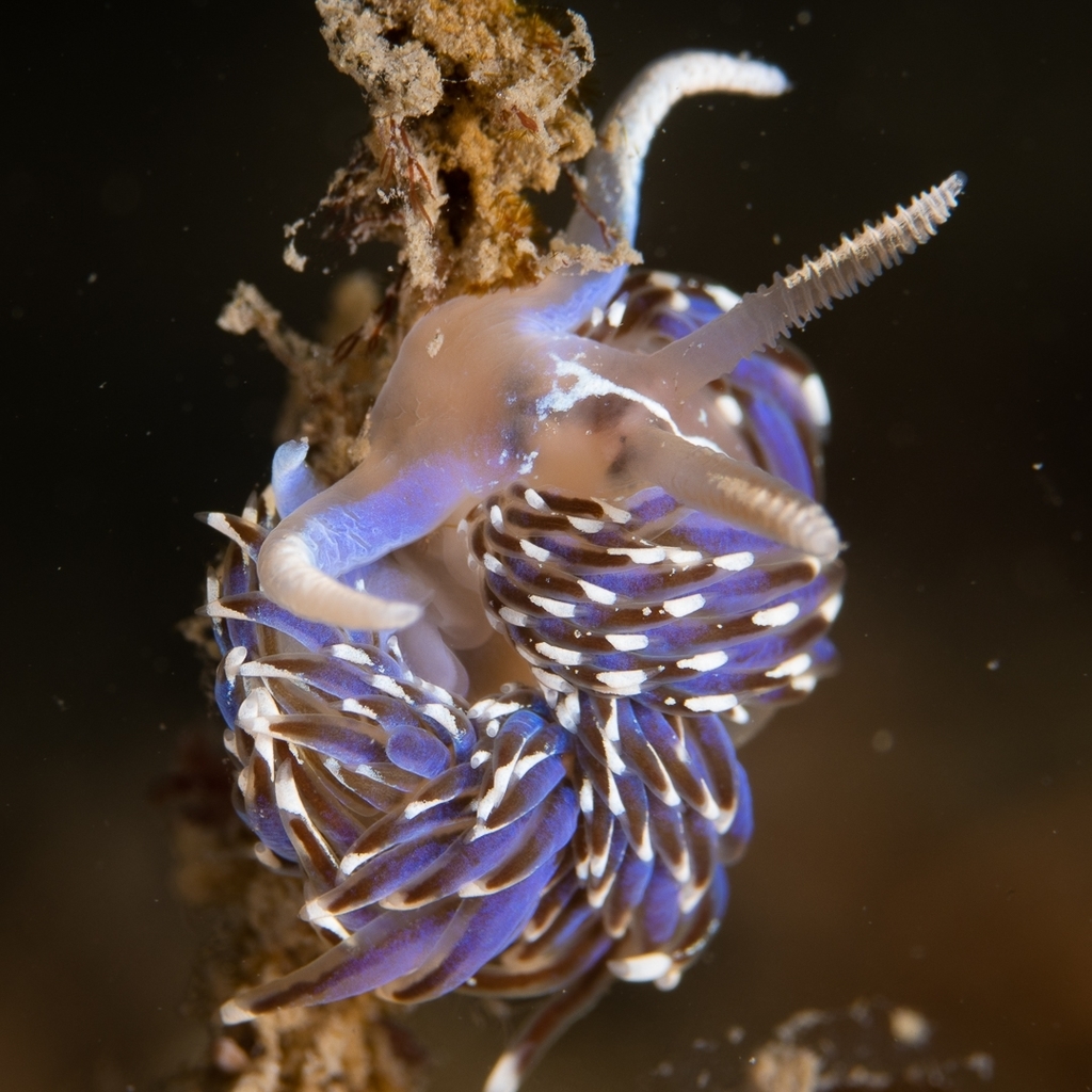 Crowned Aeolis