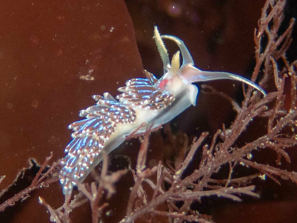 Crowned Aeolis