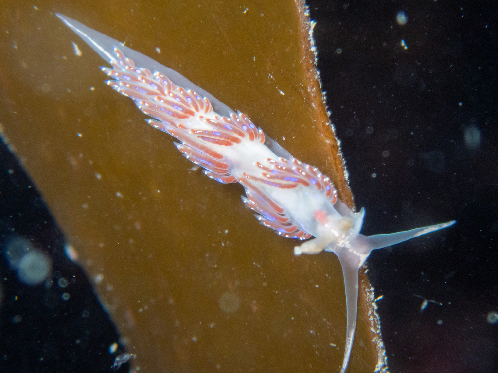 Crowned Aeolis