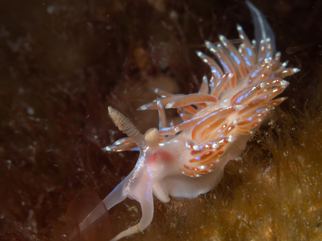 Crowned Aeolis