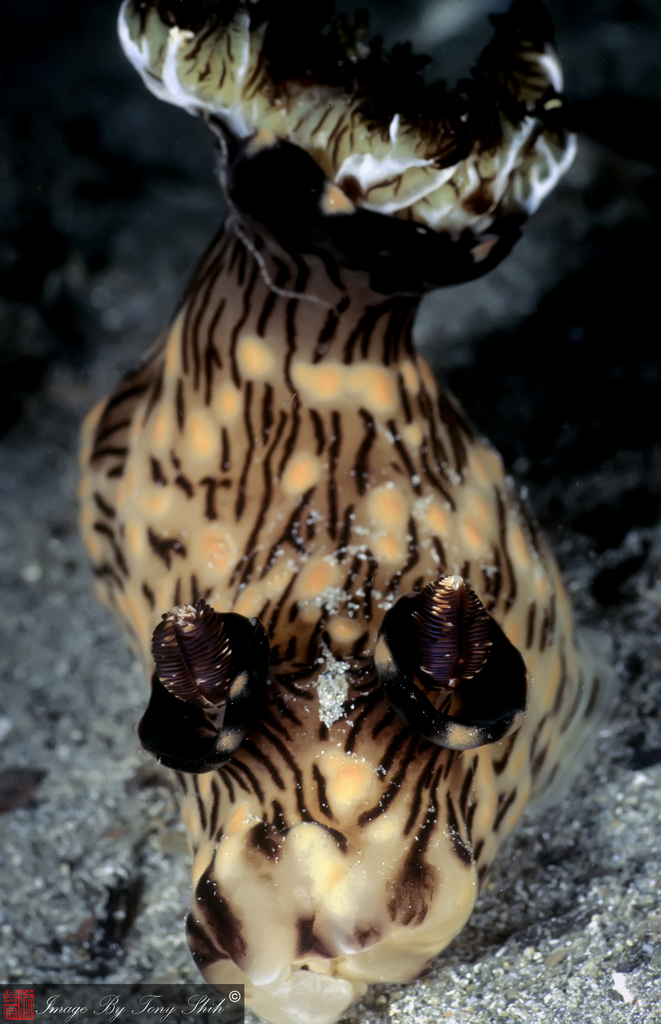 Kentrodoris veineux