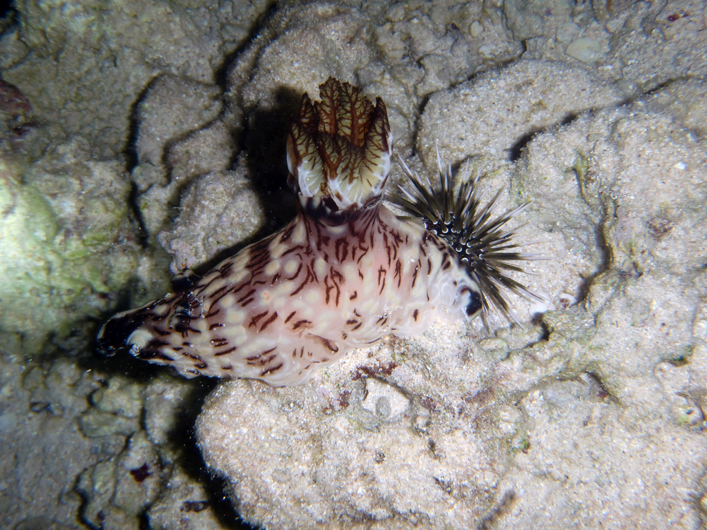 Red-lined Jorunna
