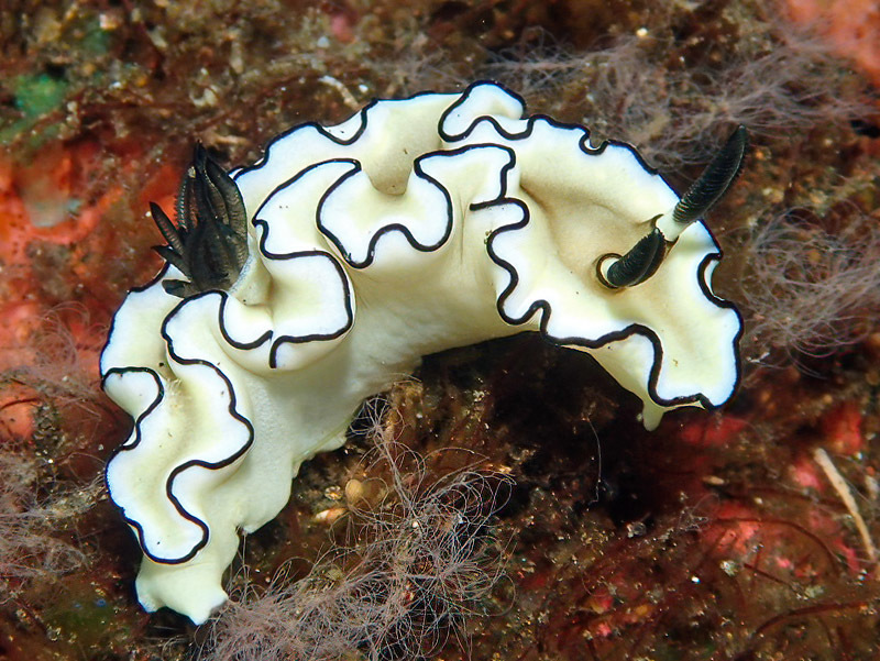 Black-margined Nudibranch