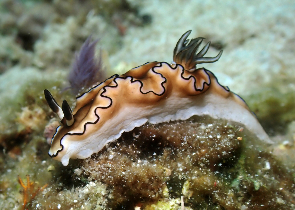 Black-margined Nudibranch